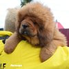 Щенки от пары Брайн х Ютера